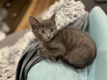 Purebred Russian Blue Kittens - Ready for their new home Image eClassifieds4U