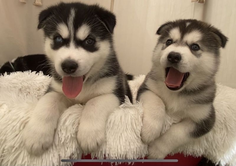 pure bred kc reg Alaskan malamute pups. Image eClassifieds4u