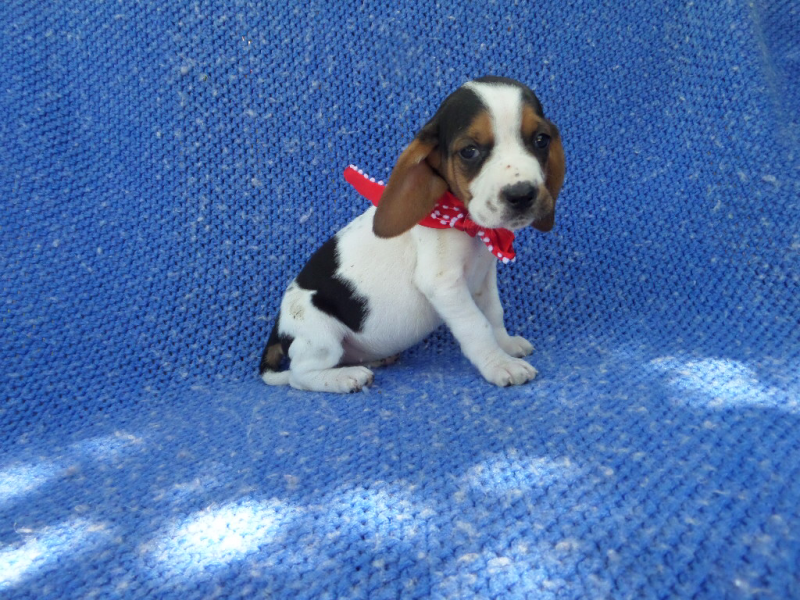 Pure breed Basset Hound Puppies to offer Image eClassifieds4u