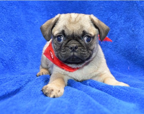 Well trained pugs puppies Image eClassifieds4u