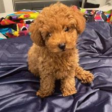 Beautiful Toy/Standard POODLE Puppies For Adoption Via (vincenzohome88@gmail.com) Image eClassifieds4U