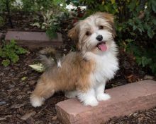 🟥🍁🟥 CANADIAN 💕HAVANESE PUPPIES 🐶 READY FOR A NEW HOME💗🍀