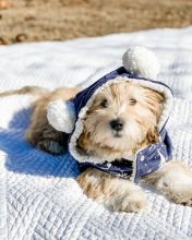 🟥🍁🟥 CANADIAN 💕HAVANESE PUPPIES 🐶 READY FOR A NEW HOME💗🍀