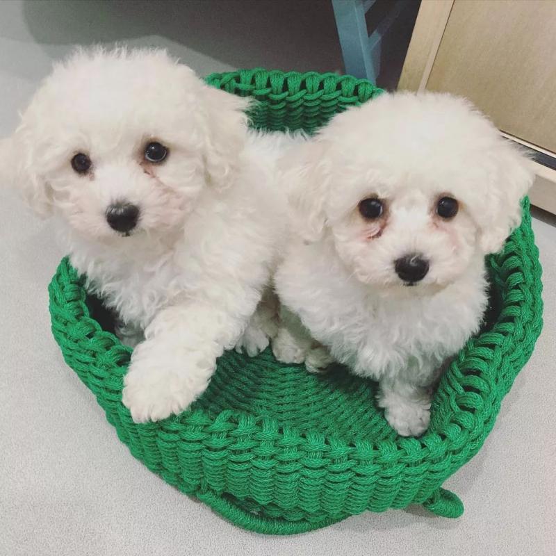 🟥🍁🟥 CANADIAN BICHON FRISE PUPPIES 🐶 READY FOR A NEW HOME 💕💕 Image eClassifieds4u