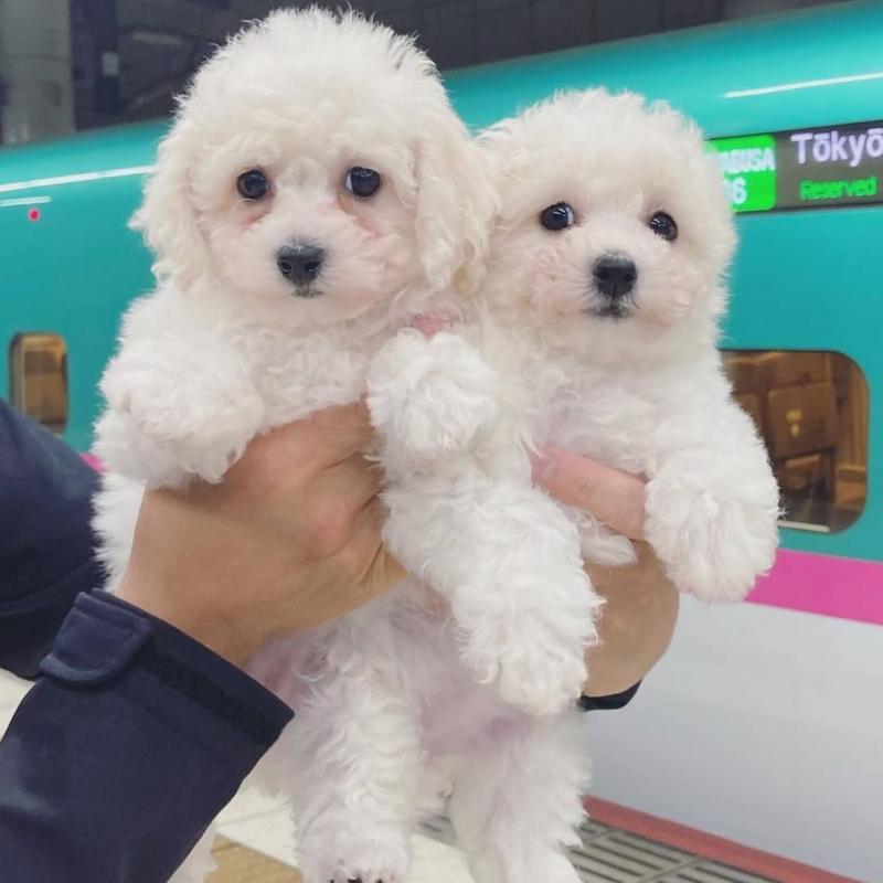🐕💕 GORGEOUS BICHON FRISE PUPPIES 🥰 READY FOR A NEW HOME 💕💕650$✅ Image eClassifieds4u