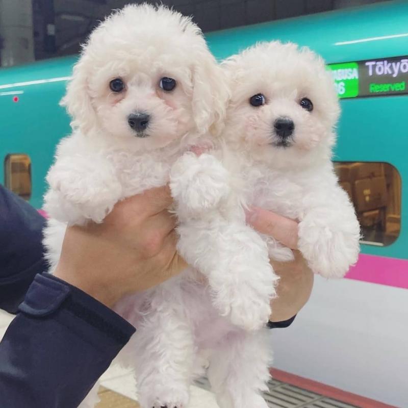 🟥🍁🟥 CANADIAN BICHON FRISE PUPPIES 🐶 READY FOR A NEW HOME 💕💕 Image eClassifieds4u