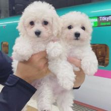 🟥🍁🟥 CANADIAN BICHON FRISE PUPPIES 🐶 READY FOR A NEW HOME 💕💕