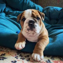Adorable English Bulldog Puppies Going Out To Their New Homes