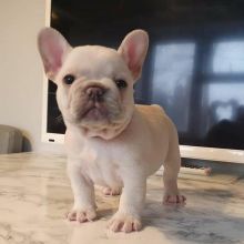 Adorable French Bulldog Puppies Ready To Go For Their New Homes