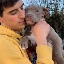 Awesome Pit Bull Terrier Puppies Looking For A Loving And Caring Home