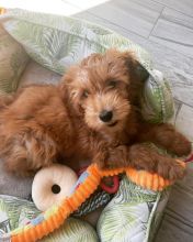 Both male and female Goldendoodle Puppies Available