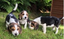 💕💕 CANADIAN BEAGLE PUPPIES 🐶 AVAILABLE 💗🍀🍀
