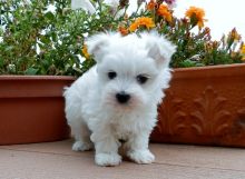 Maltese puppies for adoption, vaccinated and vet approved. #Maltesepuppies