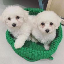 🟥🍁🟥 CANADIAN BICHON FRISE PUPPIES 🐶 READY FOR A NEW HOME 💕💕 Image eClassifieds4u 2