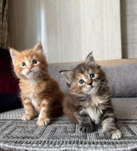#Maine Coon Kittens available. #Mainecoonkittensforsale. #kittensforsale. #maincoonkitten Image eClassifieds4U