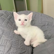 #Maine Coon Kittens available. #Mainecoonkittensforsale. #kittensforsale. #maincoonkitten Image eClassifieds4u 2