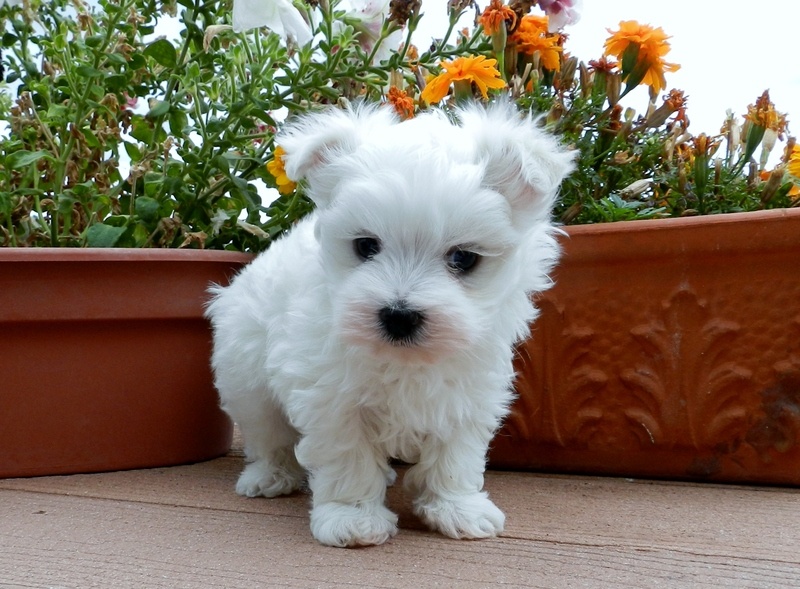 Maltese puppies for adoption, vaccinated and vet approved. #Maltesepuppies Image eClassifieds4u