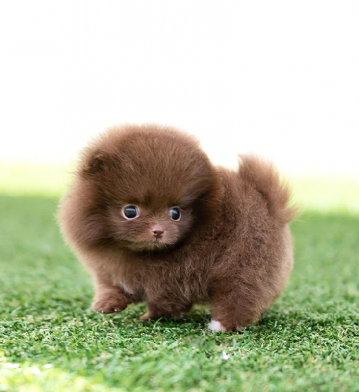 Pomeranian puppies available near me Image eClassifieds4u