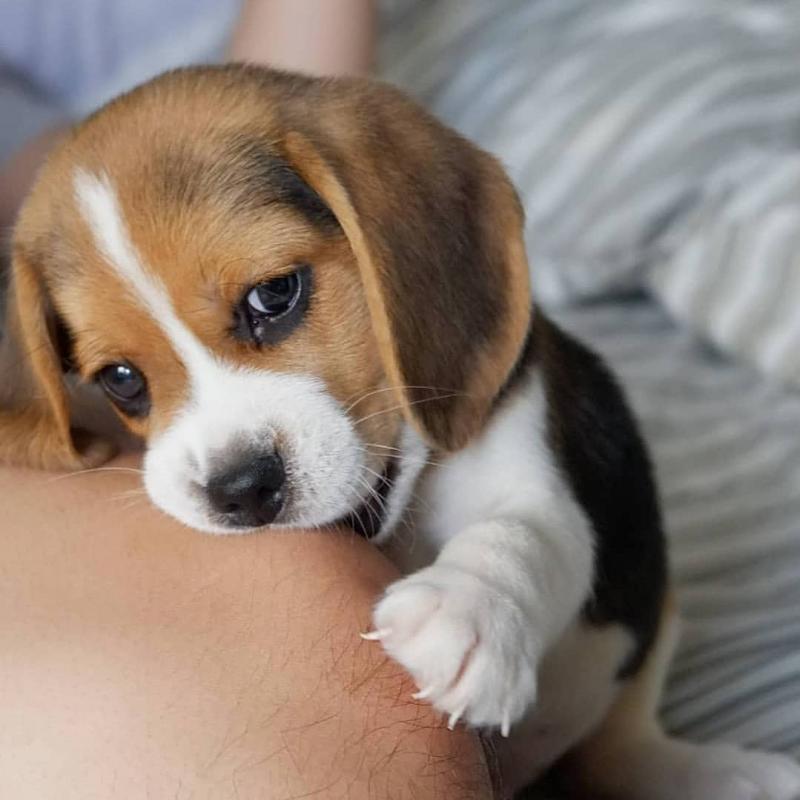 🐕💕 LOVELY BEAGLE PUPPIES 🥰 READY FOR A NEW HOME 💕💕650$✅ Image eClassifieds4u