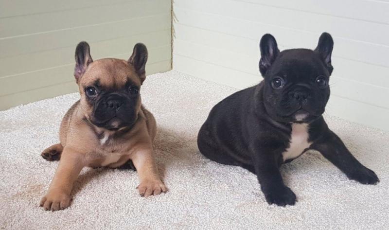 🐕💕 LOVELY FRENCH BULLDOG PUPPIES 🥰 READY FOR A NEW HOME 💕💕650$✅ Image eClassifieds4u