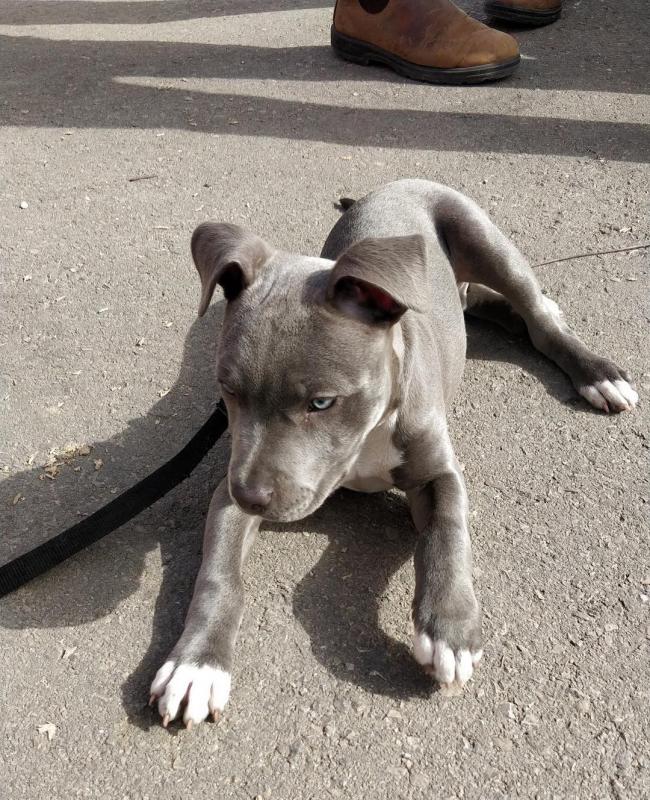 🐕💕 LOVELY PITBULL PUPPIES 🥰 READY FOR A NEW HOME 💕💕600$✅ Image eClassifieds4u