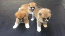 🐕💕 LOVELY AKITA INU PUPPIES 🥰 READY FOR A NEW HOME 💕💕650$✅
