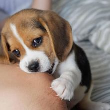 🐕💕 LOVELY BEAGLE PUPPIES 🥰 READY FOR A NEW HOME 💕💕650$✅