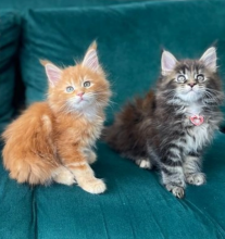 Maine Coon kittens for sale