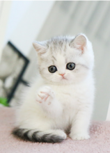 Munchkin Kittens for rehoming