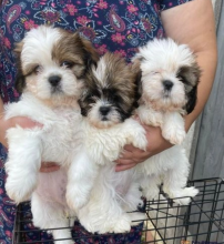 Shih Tzu puppies near me