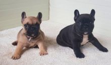 ππ LOVELY FRENCH BULLDOG PUPPIES π₯° READY FOR A NEW HOME ππ650$β
Image eClassifieds4U