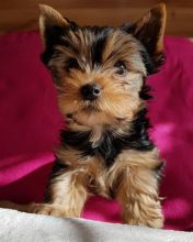 🐕💕 LOVELY YORKIE PUPPIES 🥰 READY FOR A NEW HOME 💕💕650$✅ brookthomas490@gmail.com Image eClassifieds4U