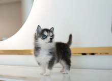 Beautiful Pomsky puppies available Image eClassifieds4u 4