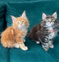 Maine Coon kittens for sale Image eClassifieds4u 1