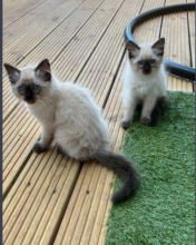 Ragdoll kittens for sale Image eClassifieds4u 2