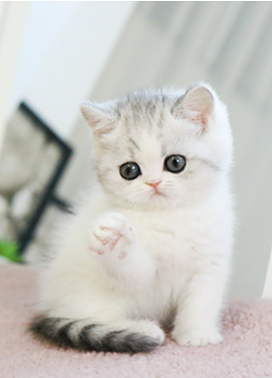 Munchkin Kittens for rehoming Image eClassifieds4u