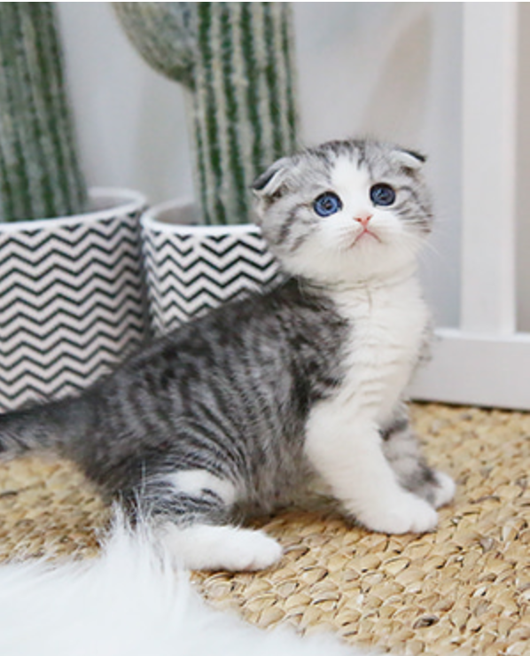 Scottish fold kittens available Image eClassifieds4u