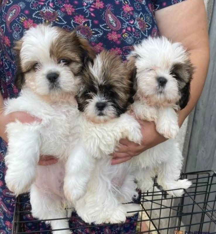 Shih Tzu puppies near me Image eClassifieds4u