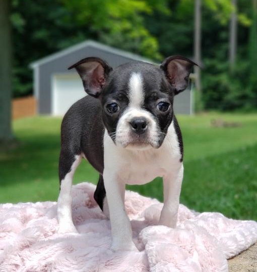 🐕💕 C.K.C BOSTON TERRIER PUPPIES 🟥🍁🟥 READY FOR A NEW HOME 💗🍀🍀 Image eClassifieds4u