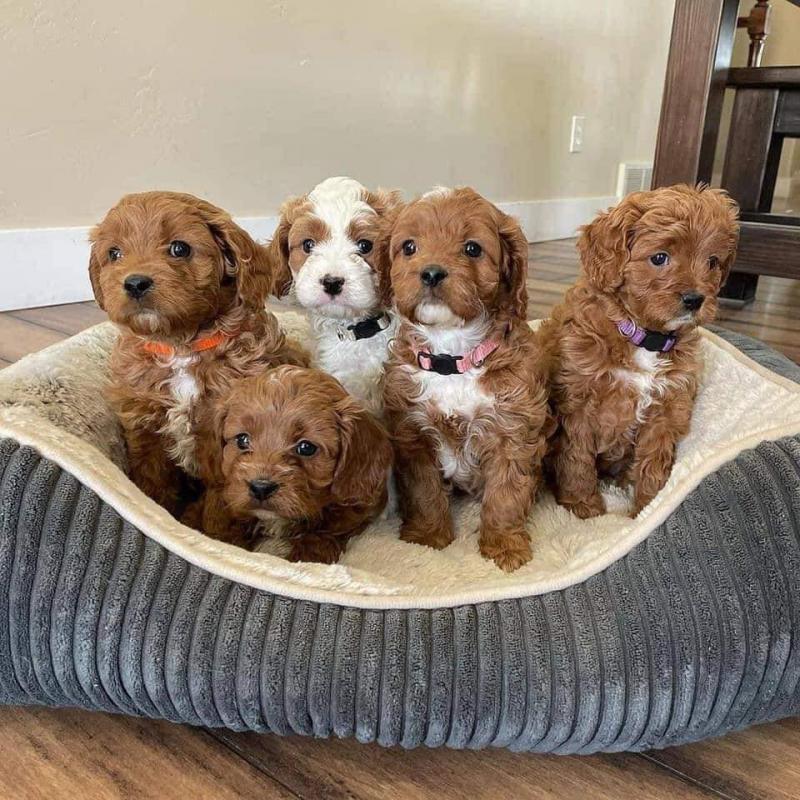 🐕💕 C.K.C CAVAPOO PUPPIES 🟥🍁🟥 READY FOR A NEW HOME 🟥🍁🟥 Image eClassifieds4u