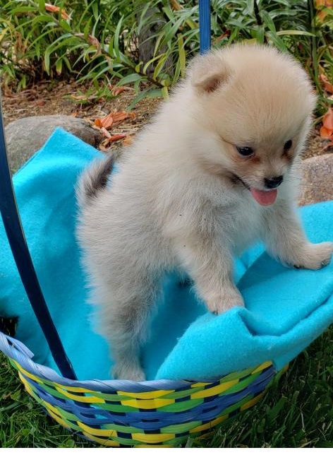 🐕💕 C.K.C POMERANIAN PUPPIES 🟥🍁🟥 READY FOR A NEW HOME 🟥🍁🟥 Image eClassifieds4u
