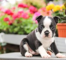 🐕💕 C.K.C BOSTON TERRIER PUPPIES 🟥🍁🟥 READY FOR A NEW HOME 💗🍀🍀