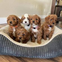 🐕💕 C.K.C CAVAPOO PUPPIES 🟥🍁🟥 READY FOR A NEW HOME 🟥🍁🟥