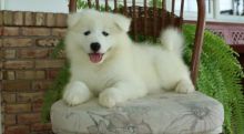 🐕💕 C.K.C SAMOYED PUPPIES 🟥🍁🟥 READY FOR A NEW HOME 🟥🍁🟥