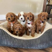 🐕💕 C.K.C CAVAPOO PUPPIES 🟥🍁🟥 READY FOR A NEW HOME 🟥🍁🟥 Image eClassifieds4U