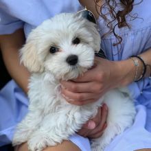 🐕💕 C.K.C MALTESE PUPPIES 🟥🍁🟥 READY FOR A NEW HOME 💗🍀🍀 Image eClassifieds4u 2