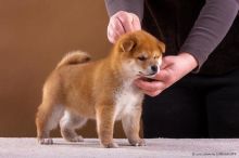 🐕💕C.K.C SHIBA INU PUPPIES 🟥🍁🟥 READY FOR A NEW HOME 💗🍀🍀 Image eClassifieds4u 2