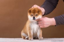🐕💕C.K.C SHIBA INU PUPPIES 🟥🍁🟥 READY FOR A NEW HOME 💗🍀🍀 Image eClassifieds4u 1