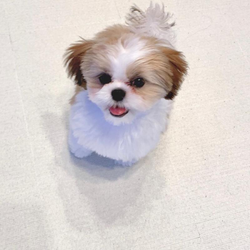 🐕💕 C.K.C SHIH TZU PUPPIES 🥰 READY FOR A NEW HOME 💗🍀🍀 Image eClassifieds4u