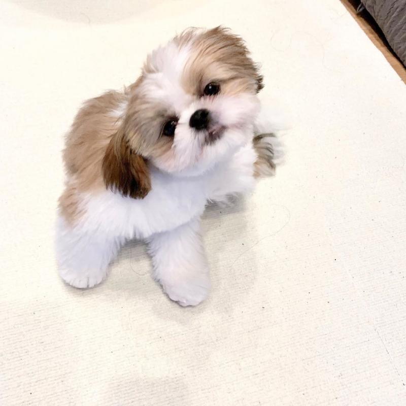 🐕💕 C.K.C SHIH TZU PUPPIES 🥰 READY FOR A NEW HOME 💗🍀🍀 Image eClassifieds4u